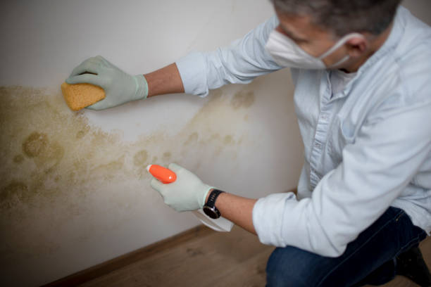 Trusted Ellijay, GA Mold Inspection, Removal & Remediation Experts